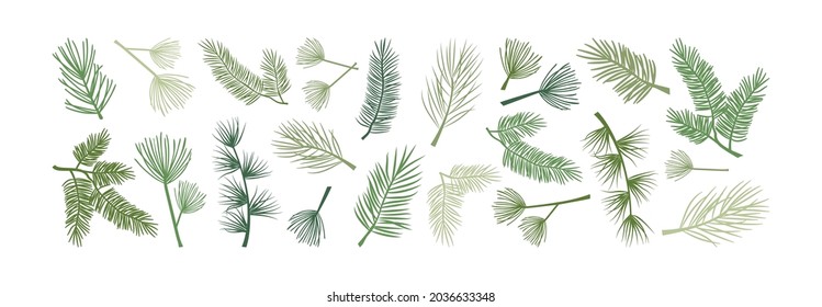 Christmas pine branch and cone, evergreen tree, fir, cedar twig vector icon, winter plants, New Year wood, holiday decoration. Hand drawn illustration