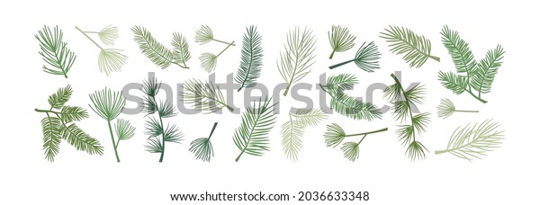 Christmas pine branch and cone, evergreen\
tree, fir, cedar twig vector icon, winter plants, New Year wood,\
holiday decoration. Hand drawn\
illustration