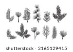 Christmas pine branch, evergreen tree, fir and spruce, cedar twig vector icon, winter plants, New Year wood, holiday decoration, black silhouette isolated on white background. Xmas illustration