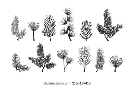 Pine tree evergreen branches and cones set Vector Image