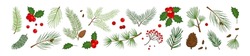 Christmas Pine Cone, Branch Spruce And Fir, Evergreen Vector Icon, Winter Tree, Green Plant And Red Holly Berry, Mistletoe Isolated On White Background. Cartoon Holiday Nature Illustration