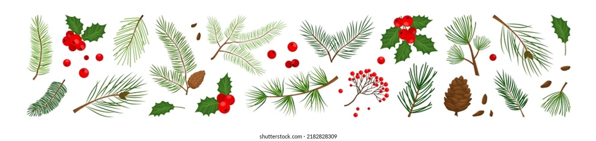 Christmas pine cone  branch spruce   fir  evergreen vector icon  winter tree  green plant   red holly berry  mistletoe isolated white background  Cartoon holiday nature illustration