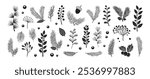 Christmas pine cone, fir tree, branch needle, leaf. Winter sprig, holly berry, Xmas spruce, mistletoe, evergreen cedar, black twig hand drawn isolated on white background. Nature vector illustration