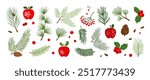 Christmas pine cone, tree, fir, mistletoe, holly berry, leaf branch, winter sprig, apple, Xmas evergreen decor, foliage set isolated on white background. Holiday nature vector illustration