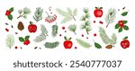 Christmas pine cone, tree, winter wood, fir, mistletoe, holly berry, leaf branch, apple, Xmas spruce, needle twig, evergreen decoration isolated on white background. Holiday nature vector illustration