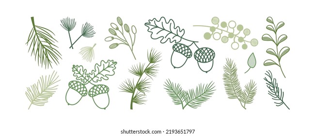 Christmas pine and fir, leaf branch tree, winter holly berry, acorn, evergreen plant, cedar twig vector icon, New Year wood, holiday decoration. Xmas line hand drawn elements. Nature illustration