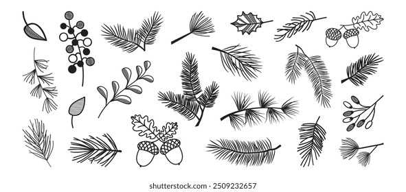 Christmas pine and fir, winter leaf spruce and branch tree, holly berry, evergreen plant, cedar twig  icon, Xmas wood, black holiday decoration. New Year hand drawn element. Vector illustration