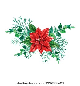 Christmas plant, bouquet of poinsettia flower on an isolated white background. Watercolor illustration, botanical painting.
