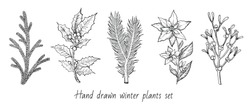 Christmas Plant Branch Set: Holly, Mistletoe, Flower, Pine, Fir Icon. Hand Drawn Sketch. Merry Xmas Black White Ink Line Art. Winter Holiday Decoration Vector Ilustration Isolated On White Background

