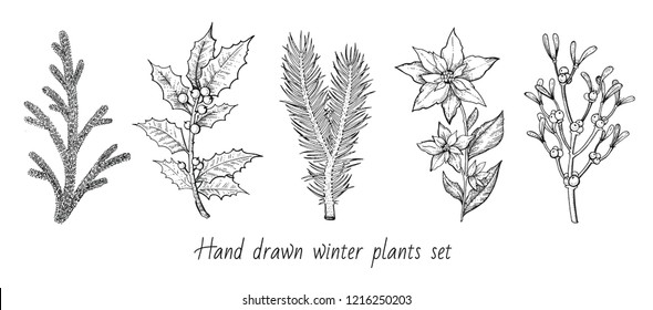 Christmas plant branch set: holly, mistletoe, flower, pine, fir icon. Hand drawn sketch. Merry xmas black white ink line art. Winter holiday decoration vector ilustration isolated on white background
