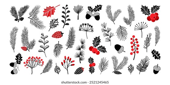 Planta de Navidades, baya de acebo, cono de pino, abeto, hoja, árbol, primavera de hoja perenne, decoración de invierno, conjunto de dibujo botánico aislado sobre fondo blanco. Colores rojo y negro. Ilustración vectorial de la naturaleza de Festiva