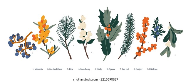Christmas plants: mistletoe, pine, spruce, mahonia, holly, sea buckthorns, ilex red, juniper, snowberry.
