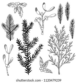 Christmas plants set. Vector hand-drawn illustration.