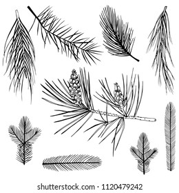 Christmas plants set. Vector hand-drawn illustration.
