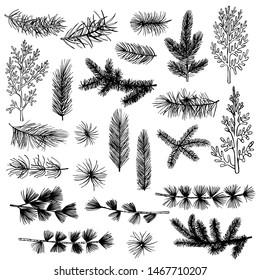 Christmas plants set. Vector hand-drawn illustration.