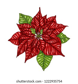 Christmas poinsettia isolated on white background. Winter plant. Christmas background. Handdrawn vector illustration, eps 10.