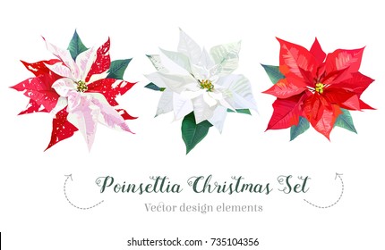 Christmas poinsettia selection vector design set. Watercolor style plants isolated on white background. Collection for holiday banners. Home floral decoration. All elements are isolated and editable.