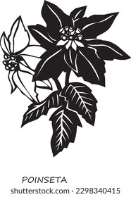 Christmas poinsettia Vector black silhouette