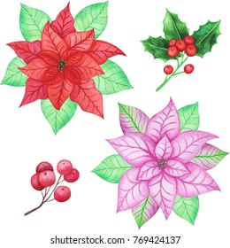 Christmas poinsettia  vector design set. Watercolor style plants isolated on white background. Perfect for New Year invitations, greeting card,logo,Christmas invitations.