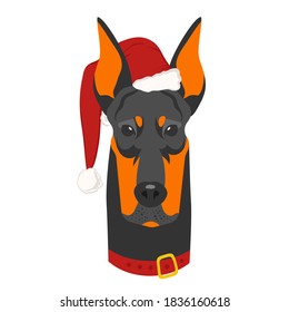 Christmas poster featuring a portrait of a dog wearing a Santa hat. Doberman. Isolated vector illustration.