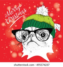 The christmas poster with the image pug portrait in winter hat. Vector illustration.
