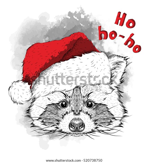 raccoon santa hat