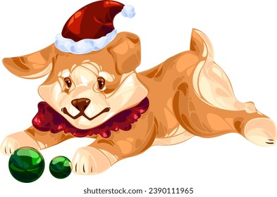 Christmas puppy Welsh Corgi Pembroke plays with Christmas tree toys