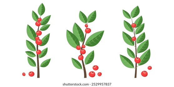 Christmas red berry, branch green leaves icon, holiday tree and plant, decoration sprig, Xmas floral set. Cartoon holly berry, autumn or winter twig. New Year foliage. Vector illustration