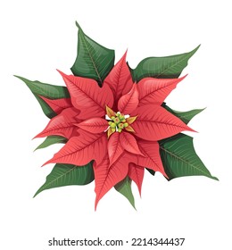 Christmas red poinsettia on an isolated background. Floral festive element for decoration. New Year's decor, festive mood. Vector holiday illustration