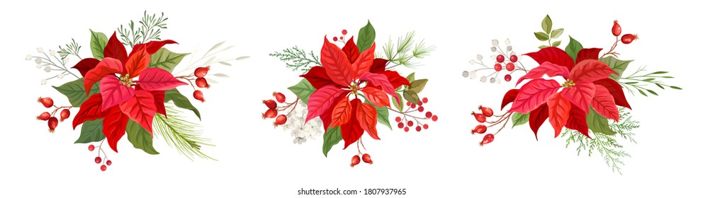 Christmas red poinsettia vector Flower. Winter plants, floral elements illustration watercolor concept on transparent background. Traditional xmas set of blooming bouquet green leaves and red petals