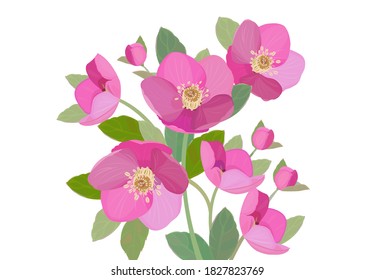 Christmas rose blossom. Winter flower. 