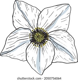 Weihnachtsrosenblume im Vektorstil einzeln. Farbskizze. Blumenbotanische Illustration
