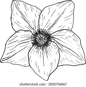 Christmas Rose Flower in a vector style isolated. Black and white sketch. Helleborus Flower Botanical Illustration