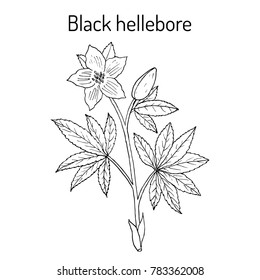 Christmas rose (Helleborus niger), or black hellebore, evergreen flowering plant, Hand drawn botanical vector illustration