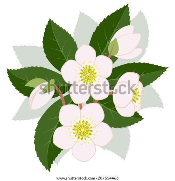 Download Christmas Roses Stock Vector Royalty Free 207654466 PSD Mockup Templates