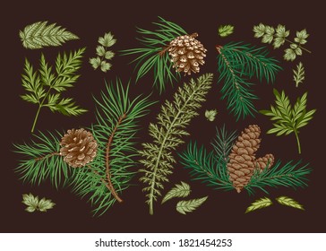 Christmas set with coniferous branches and greenery. Vector illustration. Dark background and colorful pattern.