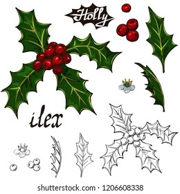 Christmas set elements holly on white background. Colorful Holly berries and leaves isolated on white background