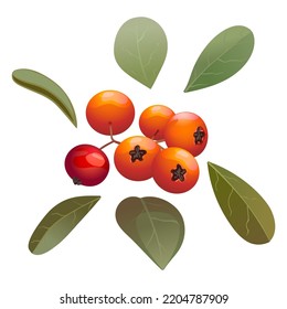Christmas set of green mistletoe leaves and red berries for decoration and design on a white background