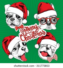 Christmas set. Portrait of cheerful French bulldog in a Santa hat with a bow. Vector illustration.