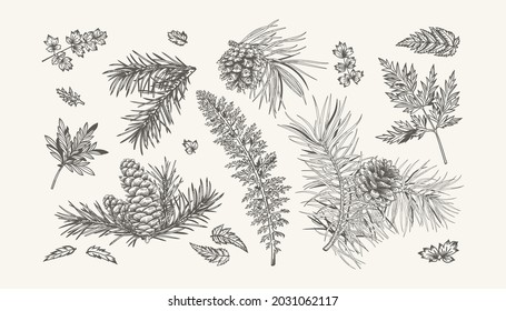 Christmas set with spruce and pine branches, cones, fern and leaves. Botanical collection with coniferous and evergreen trees. Vector illustration. Sketch. Black and White.