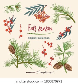 Christmas set of twigs, berries, and leaves of autumn plant. Hand-drawn vintage sketch botanical illustration. Engraving style. Pure organic eco herbs Flat color vector isolated on beige background.