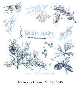 Christmas set of twigs, berries, and leaves of plant isolated on white background. Winter christmas theme Hand-drawn vintage sketch botanical illustration. Engraving style. Flat vector illustration