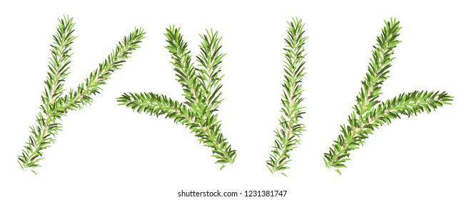 Christmas spruce branches vector illustration on the white background