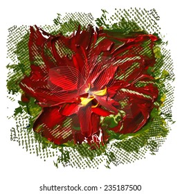 Christmas star flower. background. Vector 