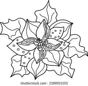 Christmas Star Flower Illustration. Hand-drawn Doodles Illustration.
Line Art