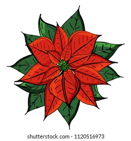 Christmas star flower isolated on white background top view. Poinsettia close-up. Stock vector illustration.