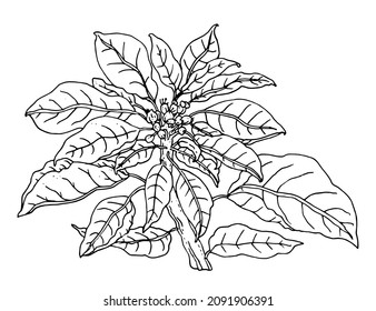 Christmas Star flower. Isolated vector botanical plant sketch: retro vintage, hand drawn, black and white, outline. Illustration for Merry Christmas greeting cards, gifts, printings. 