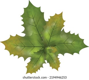 Christmas symbol vector illustration.
Christmas holly leaves and branches with winter red berries Watercolor Vector Illustration for decorative element.
Vector Set of Christmas evergreen holly leaves.