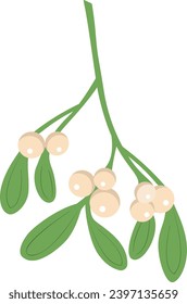 Christmas traditional mistletoe isolated on white background, plant illustration for winter holidays design.