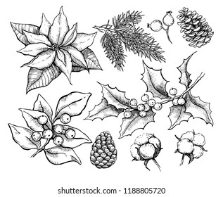 Christmas traditional plans. Vector drawing  illustration of holly, mistletoe, poinsettia, pine cone, cotton, fir tree . Engraved xmas decoration element. Great for greeting and invitation card banner